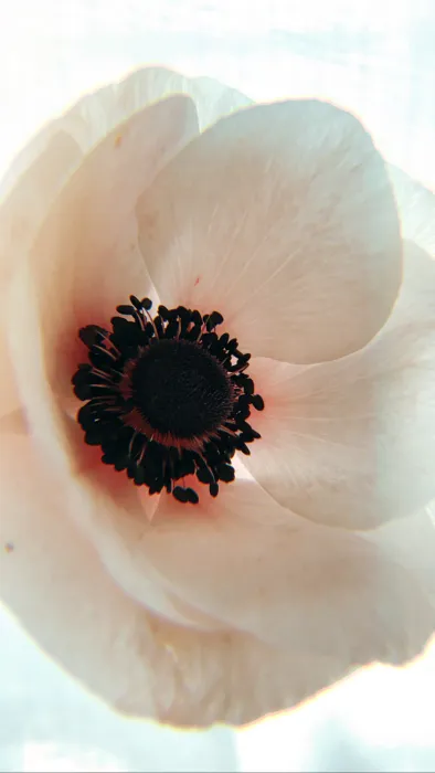 COLLABORATIVE ARTISTRY